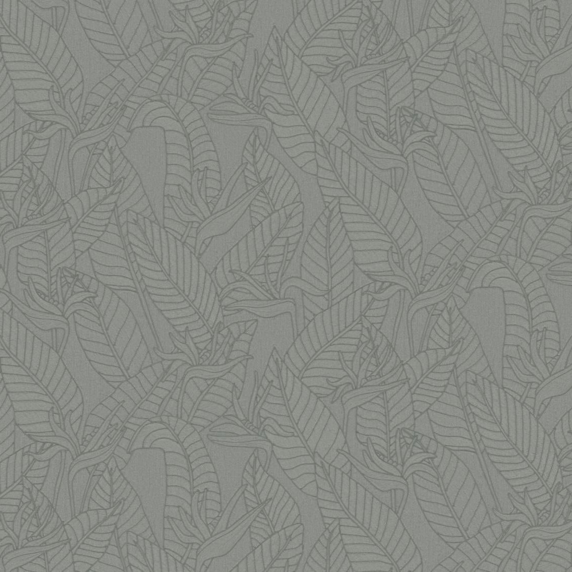 Strelitzia Wallpaper