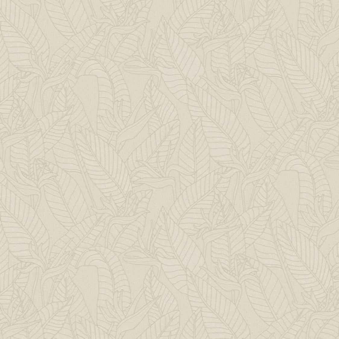 Strelitzia Wallpaper