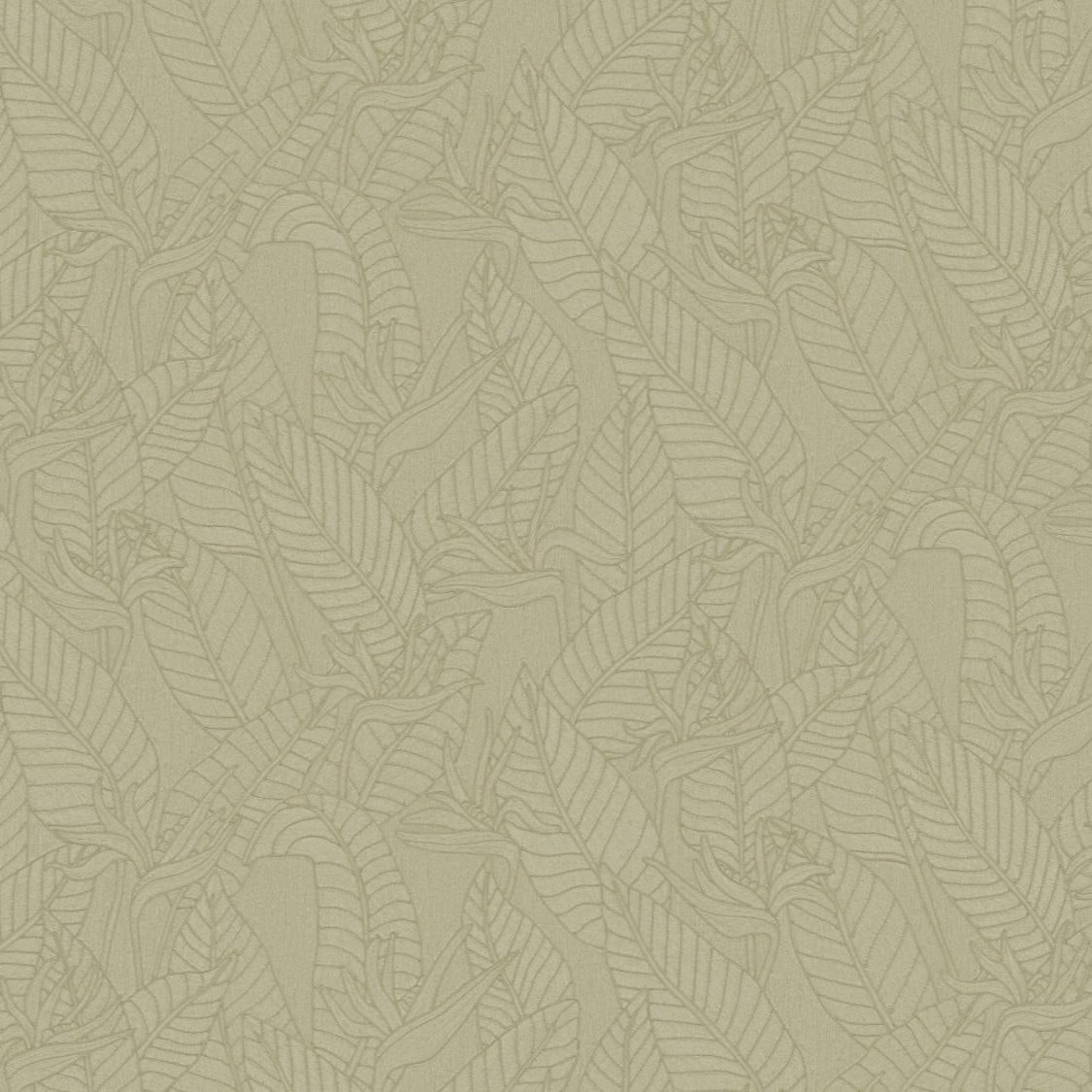 Strelitzia Wallpaper