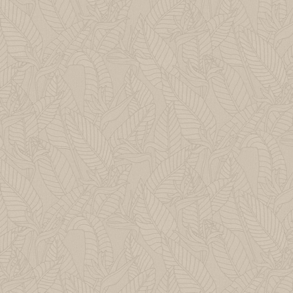 Strelitzia Wallpaper