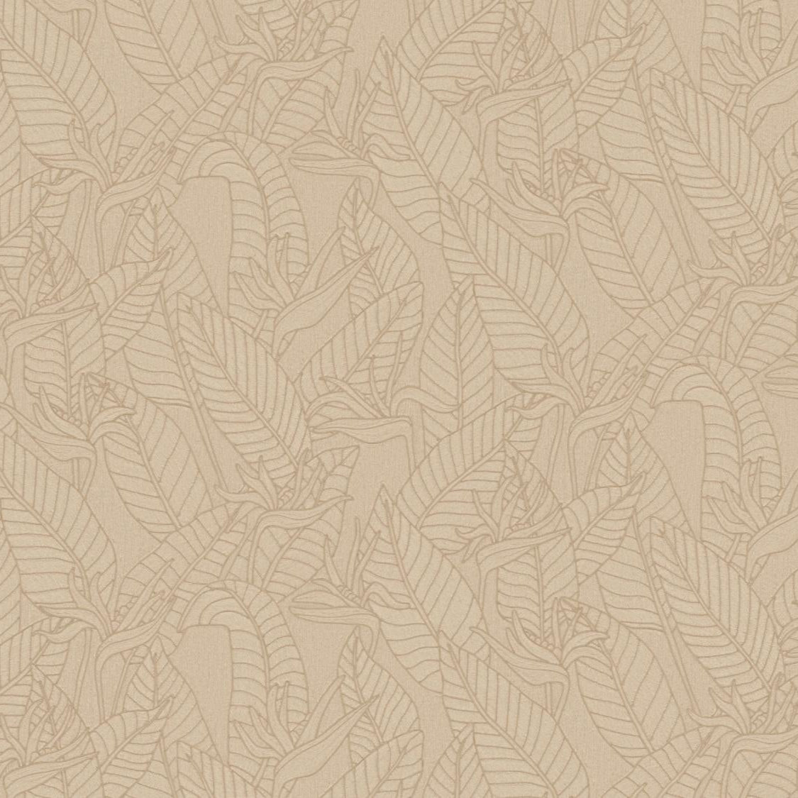 Strelitzia Wallpaper