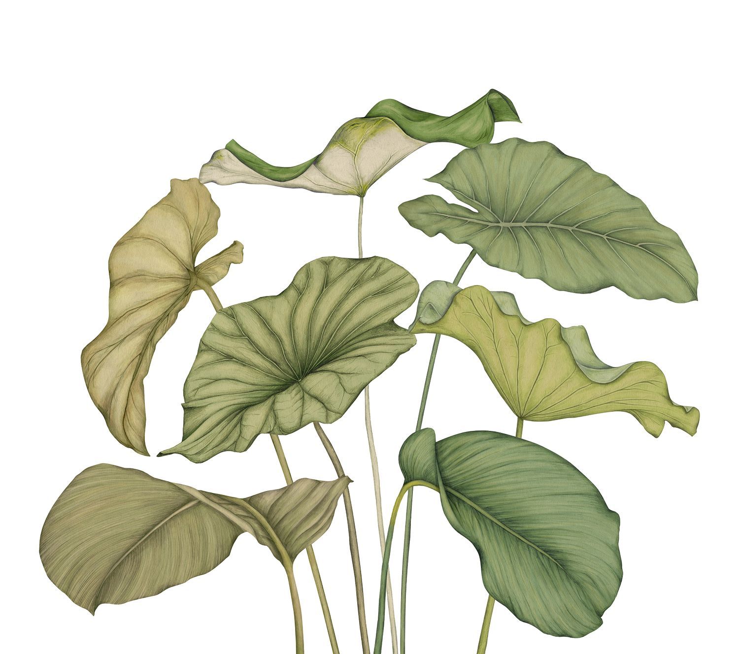 Alocasia Plant Mural