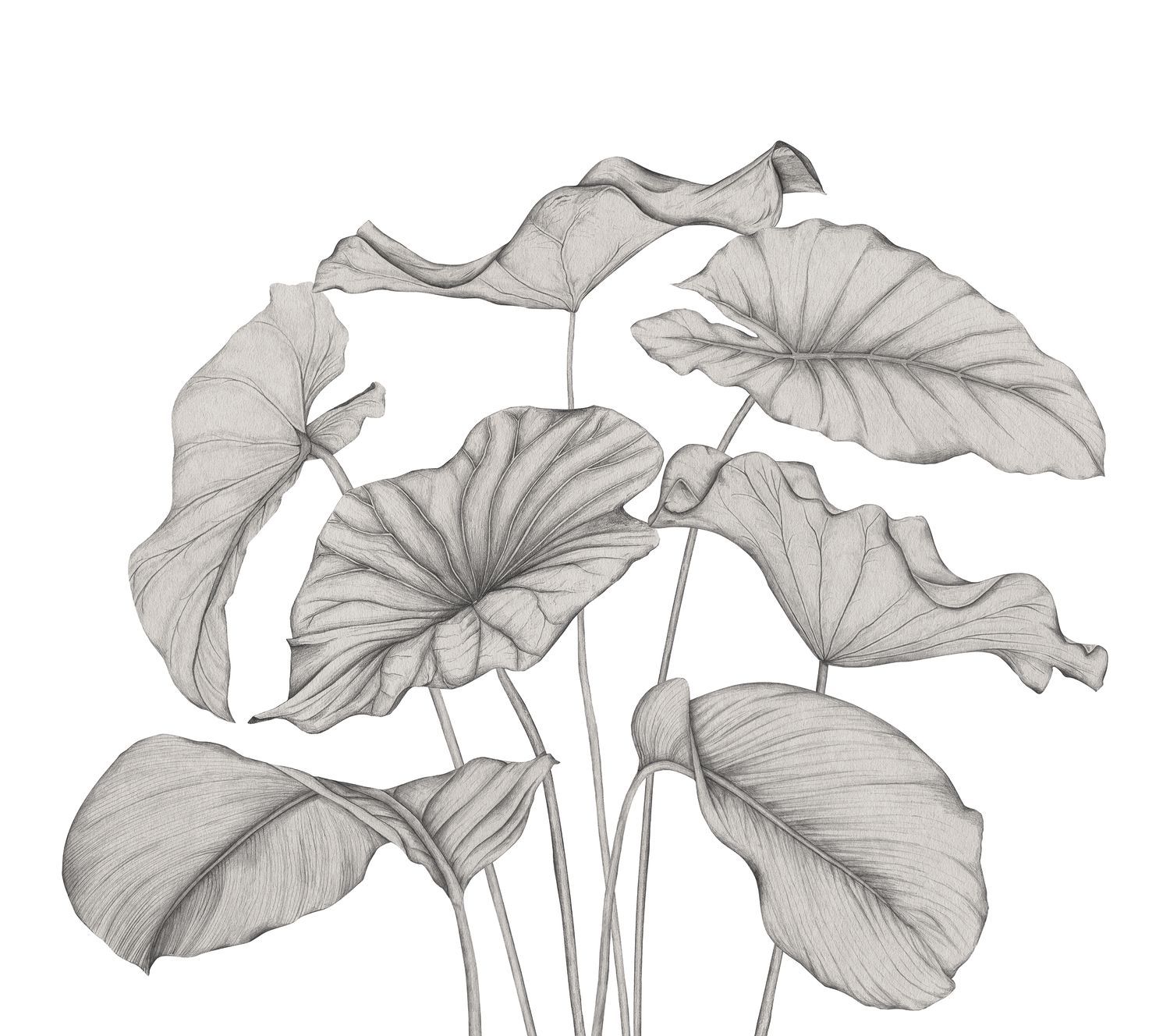 Alocasia Plant Mural