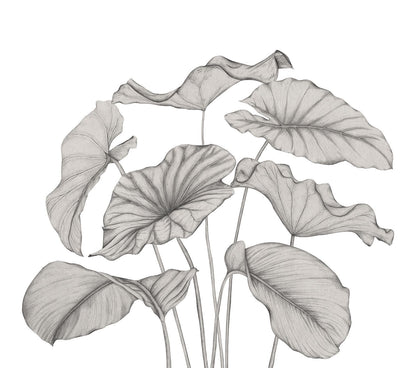 Alocasia Plant Mural