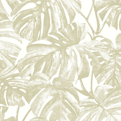 Mata Monstera Wallpaper