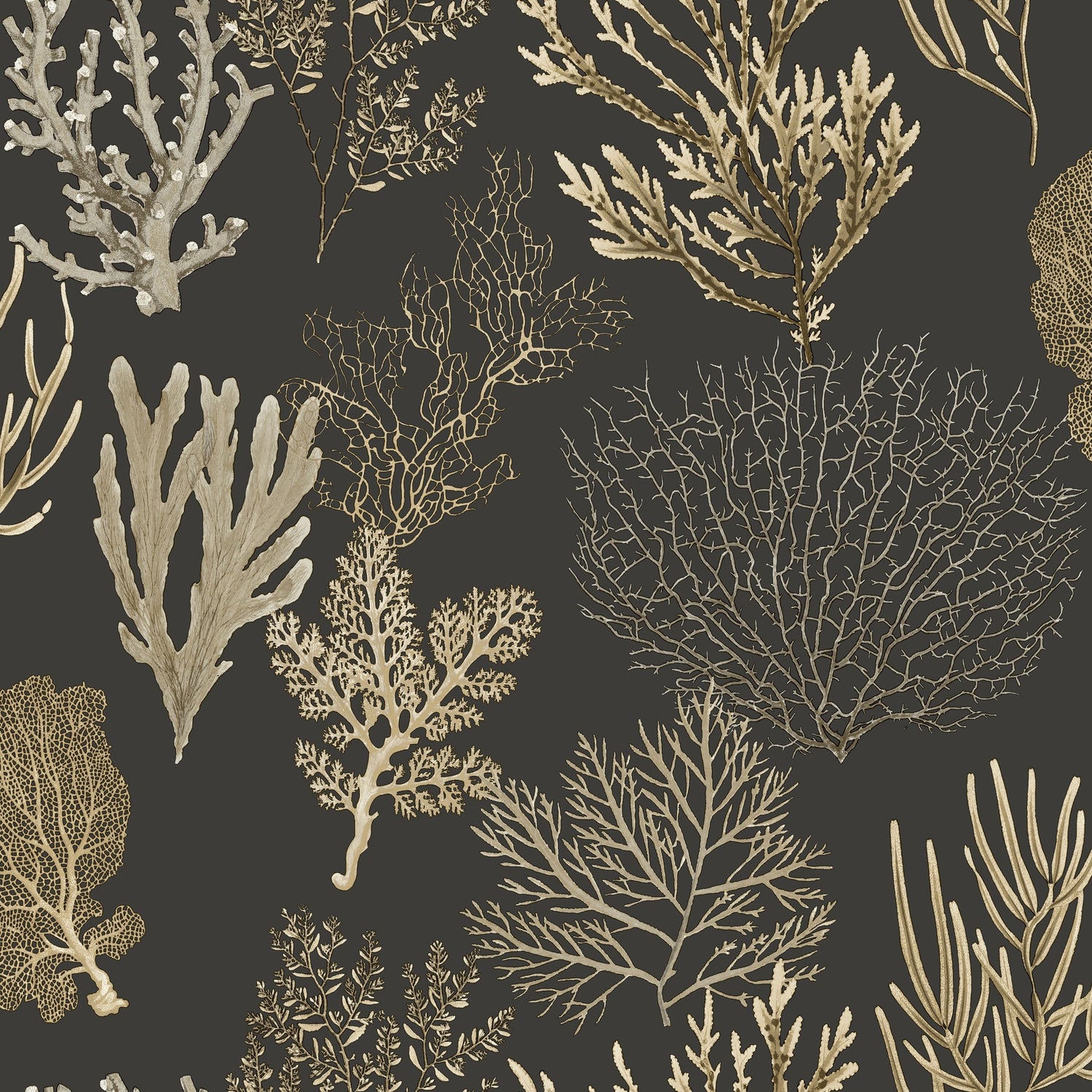 Corail Wallpaper