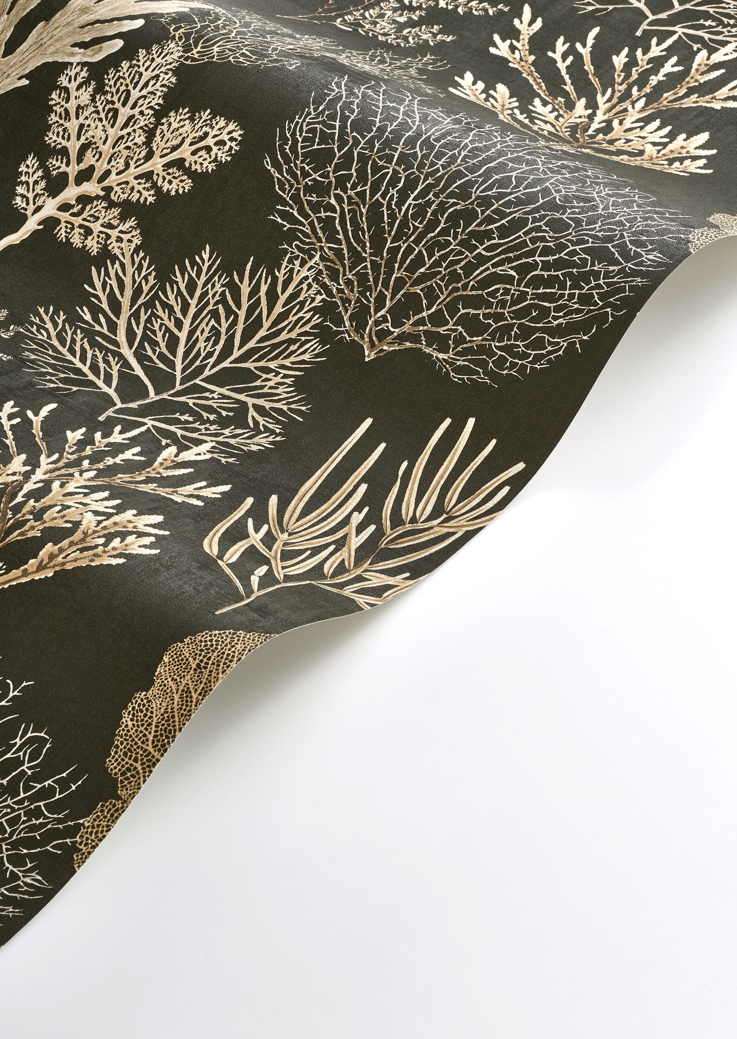 Corail Wallpaper