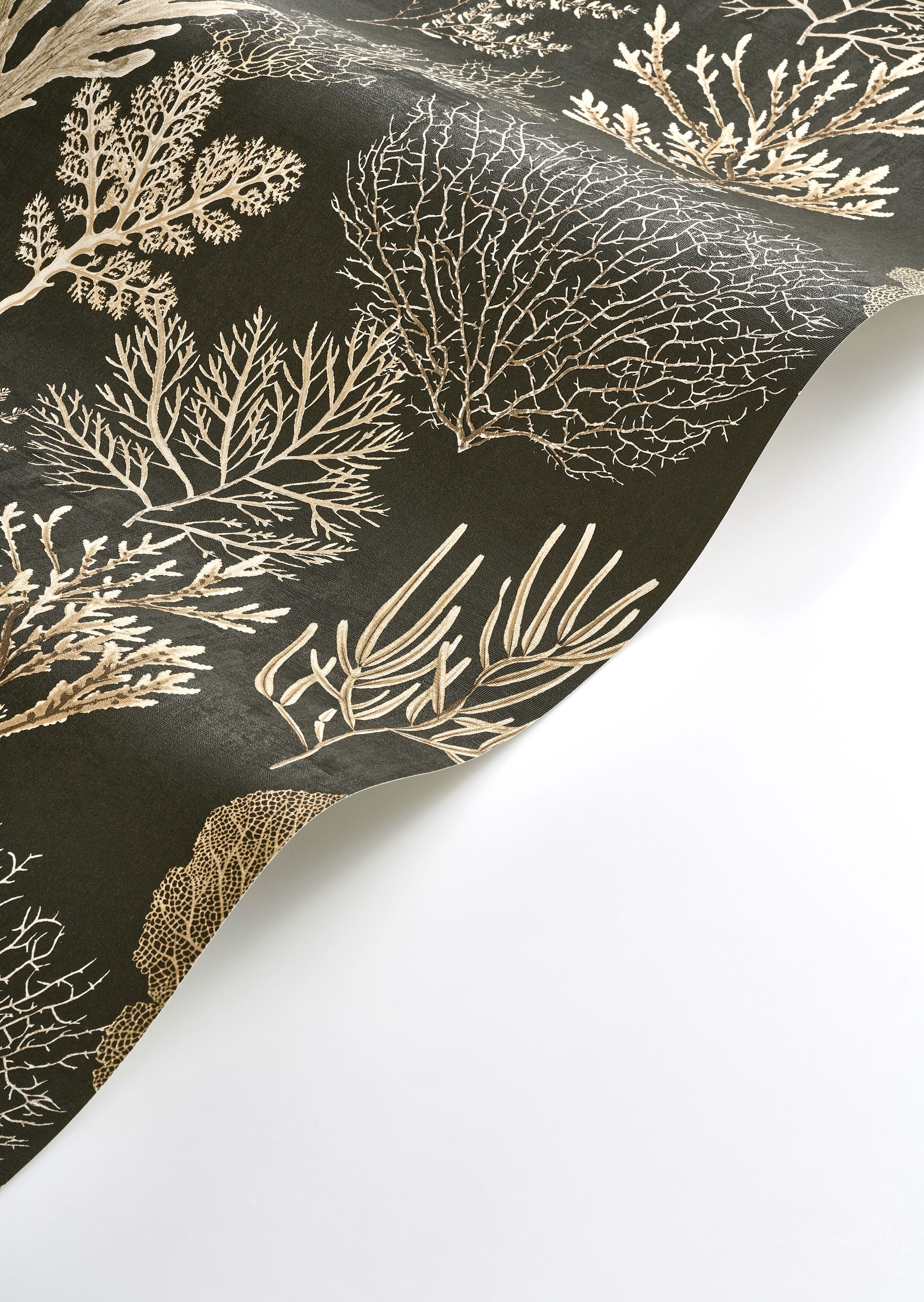 Corail Wallpaper