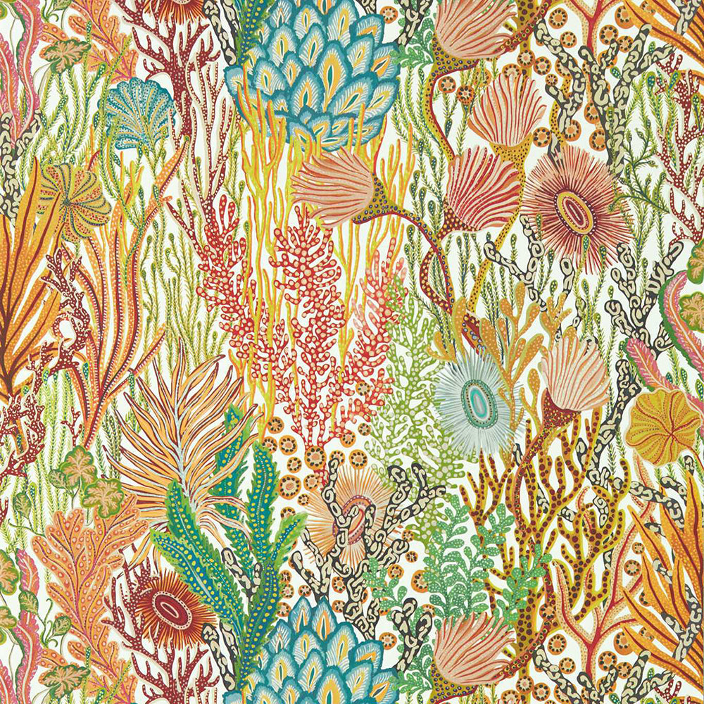 Acropora Coral Wallpaper