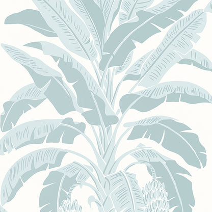 Banana Tree - Palm Grove - Wallpaper