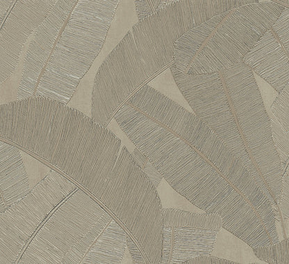 Banyan Palm Wallpaper